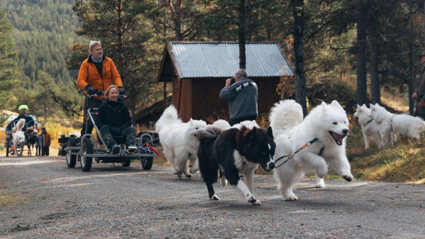 samojed, yakutian laika, spann, vogn