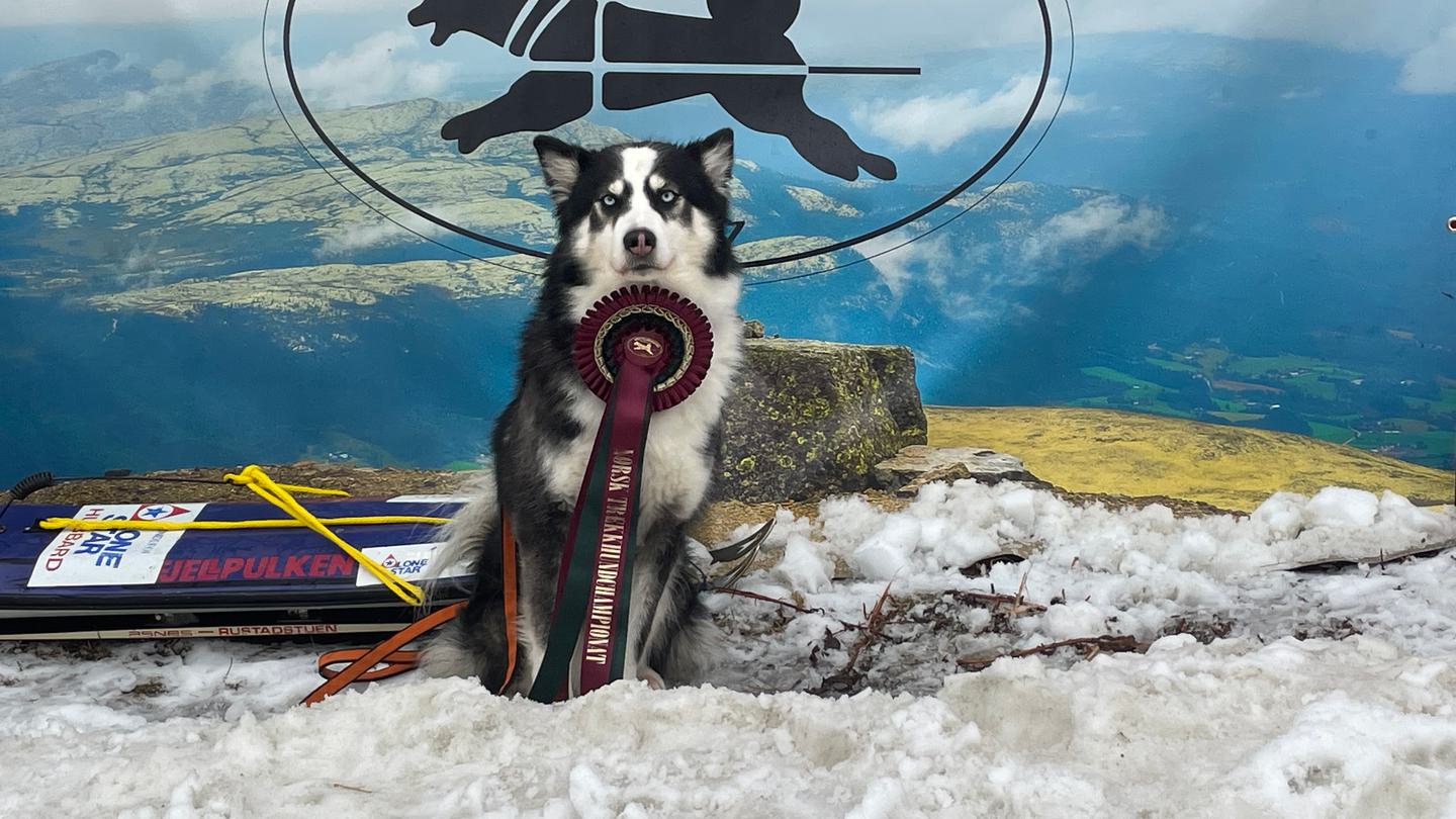 yakutian laika
vintersamling
Mokk