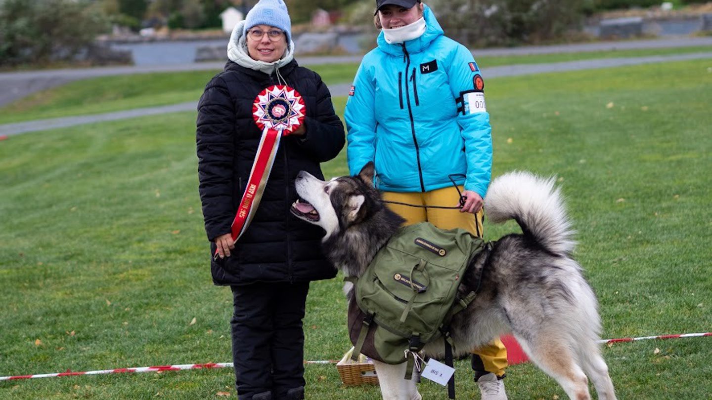 Norsk Polarhundklubb avd Midt-Norge