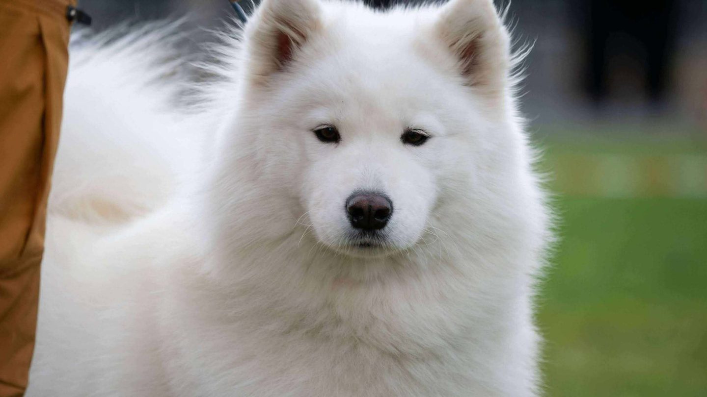 Samojedo Norsk Polarhundklubb | Uoffisielt dommerkompendium for samojed