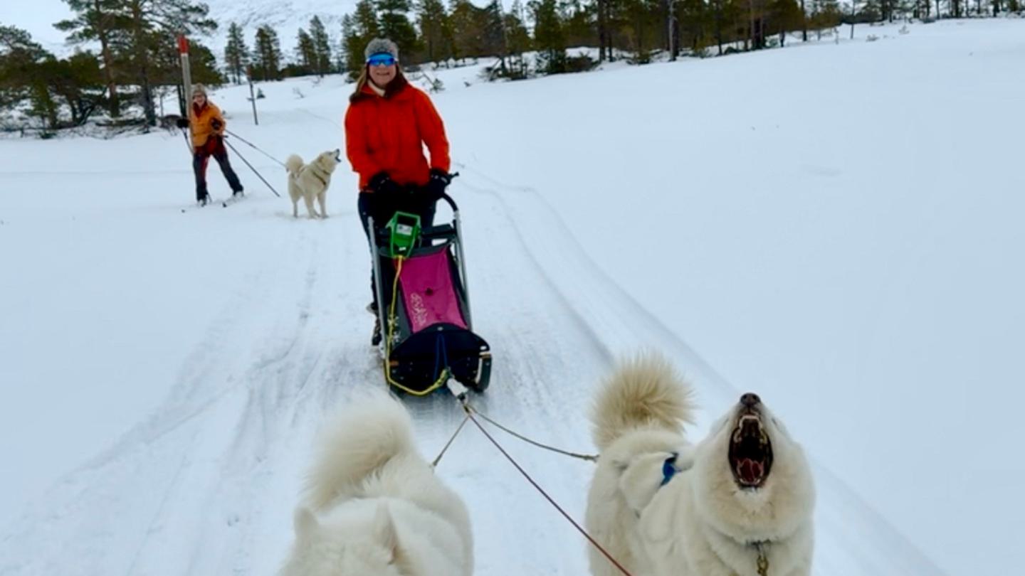 samojed
slede
vintersamling
Mokk