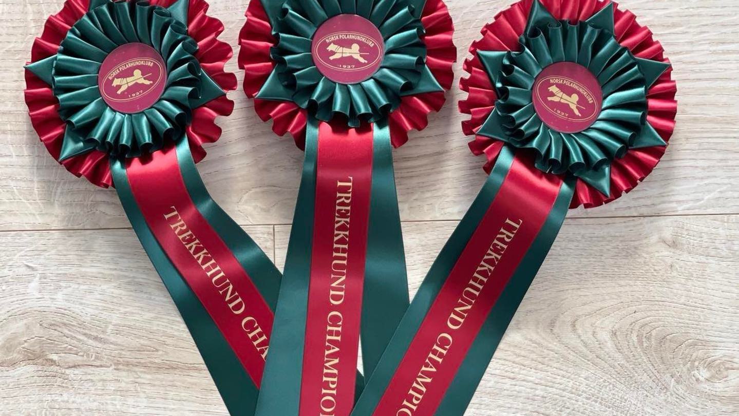 Rosett trekkhundchampionat