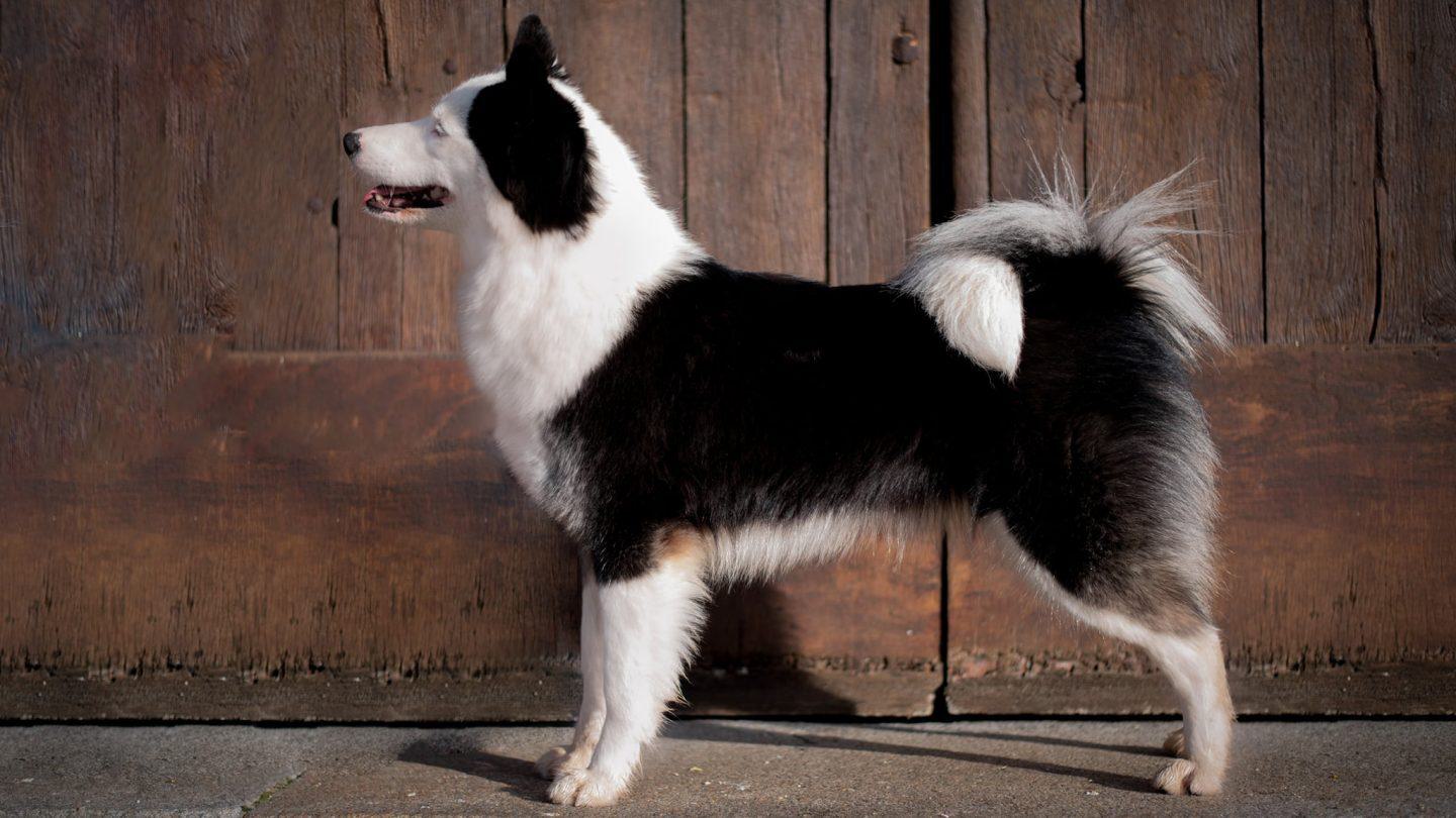 Yakutian laika rase rep DOS