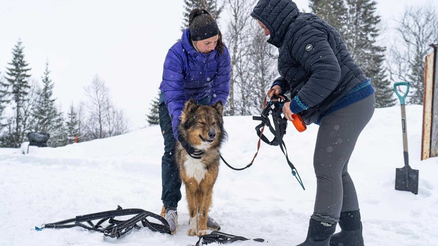 Yakutian laika samling