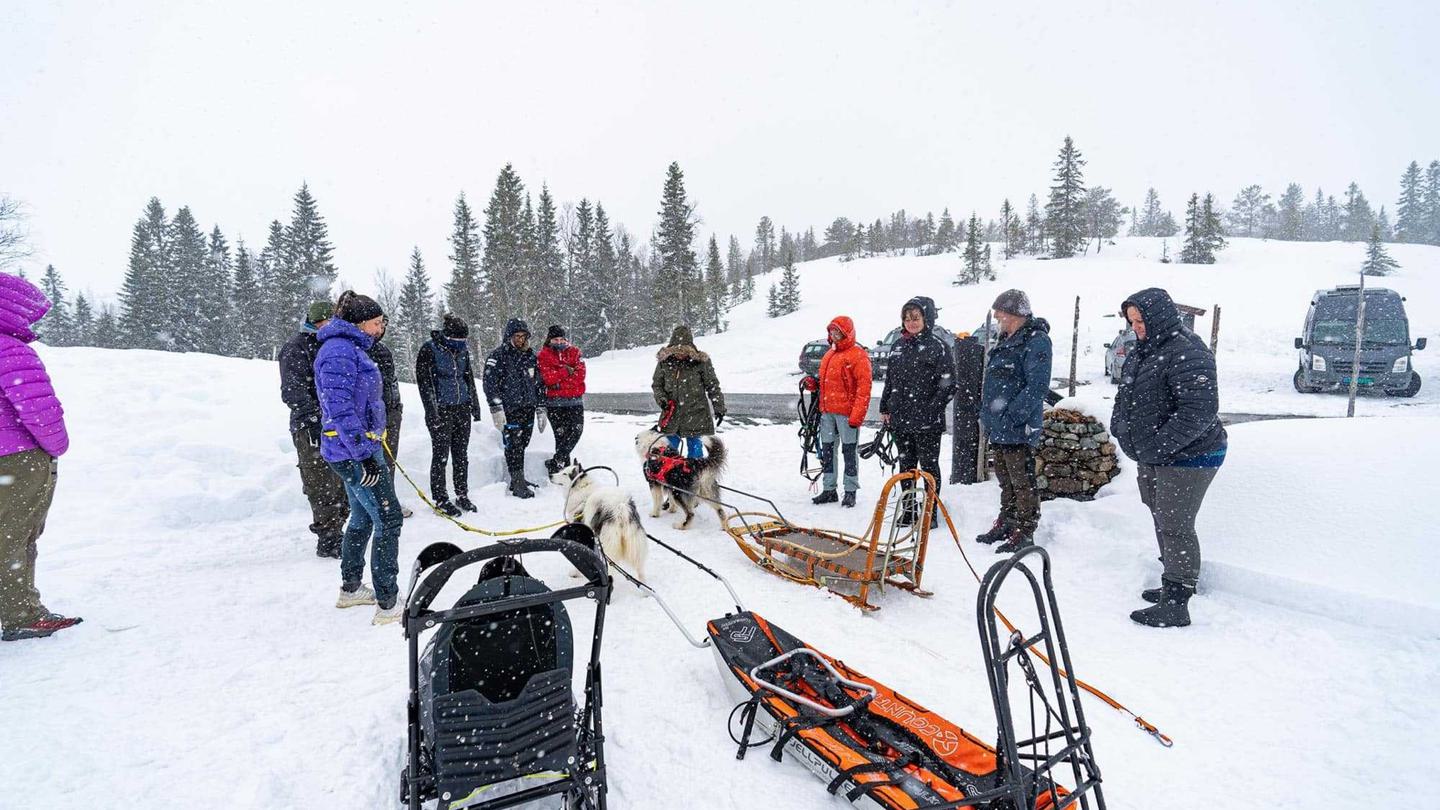 Yakutian laika samling