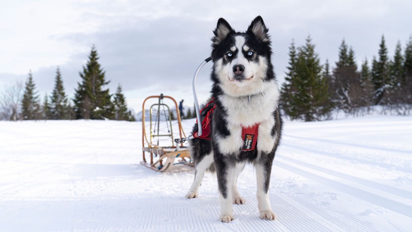 Yakutian laika