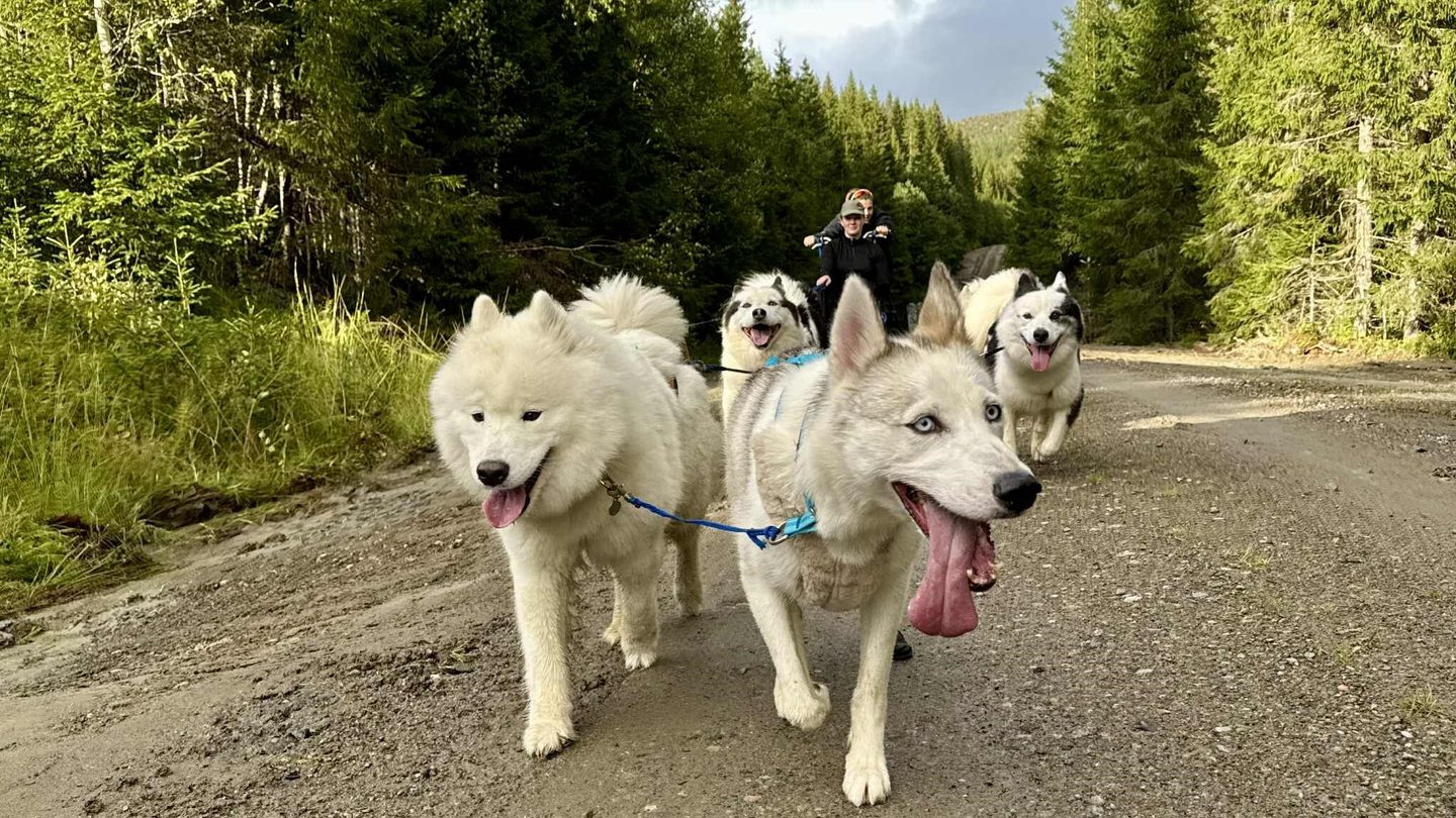 samojed
yakutian laika
siberian husky
