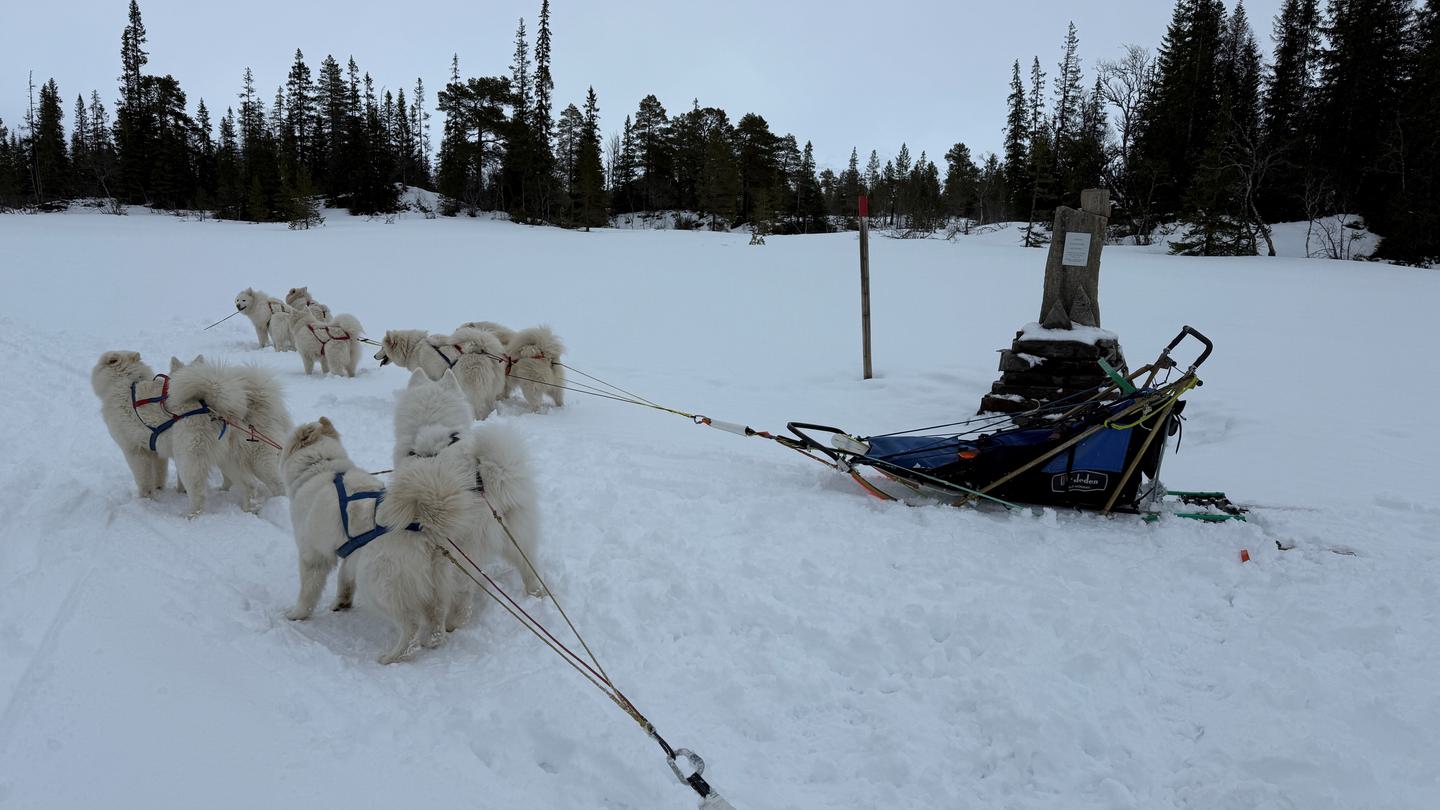 samojed
slede