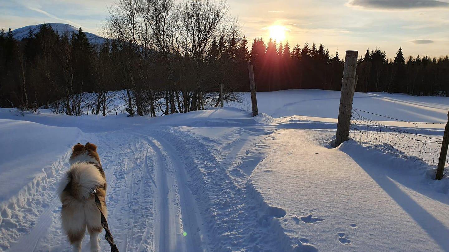 Rasesamling for yakutian laika 2023