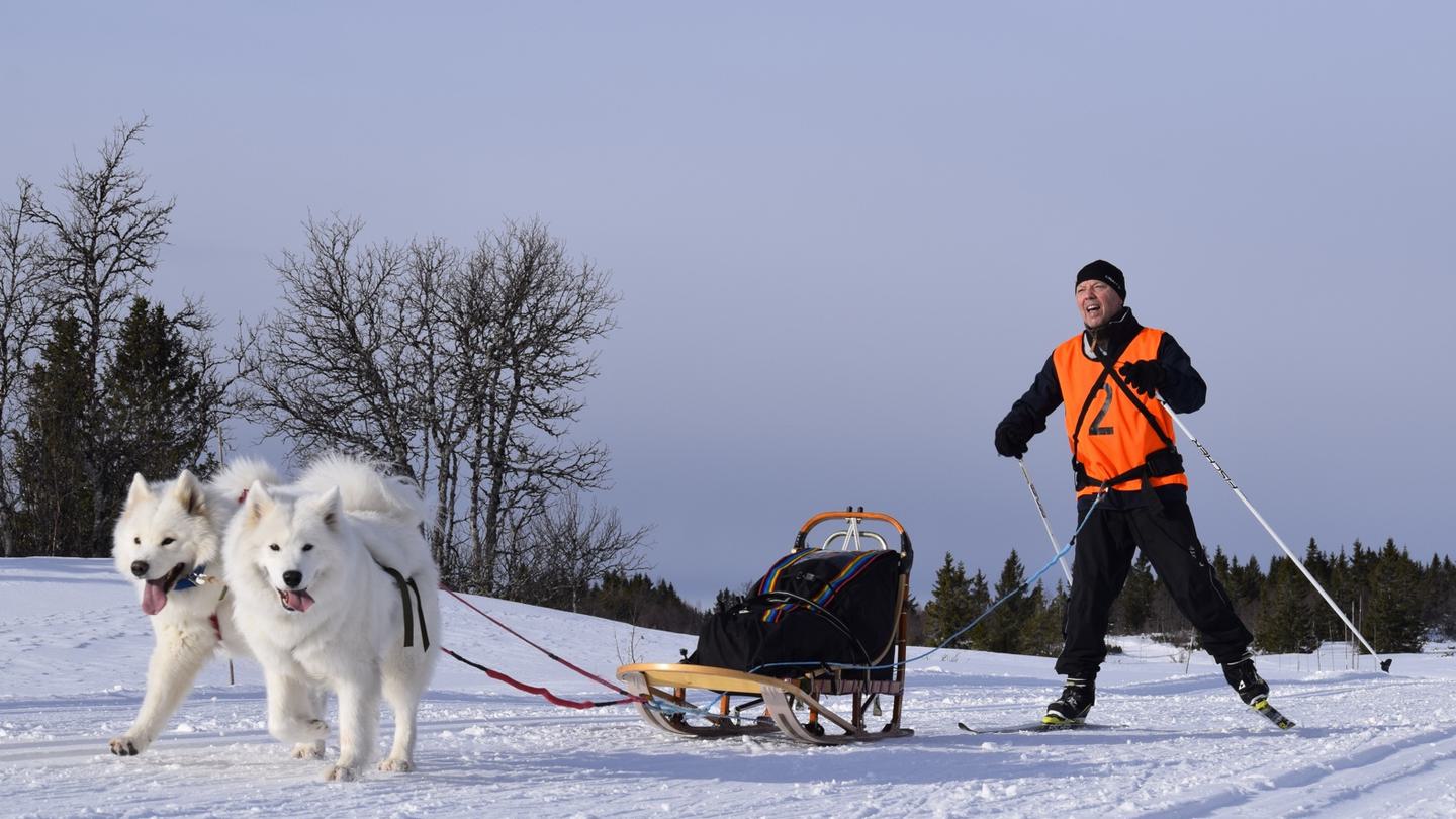 Samojed løp Rune Berge