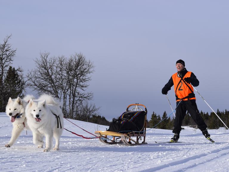 Samojed løp Rune Berge