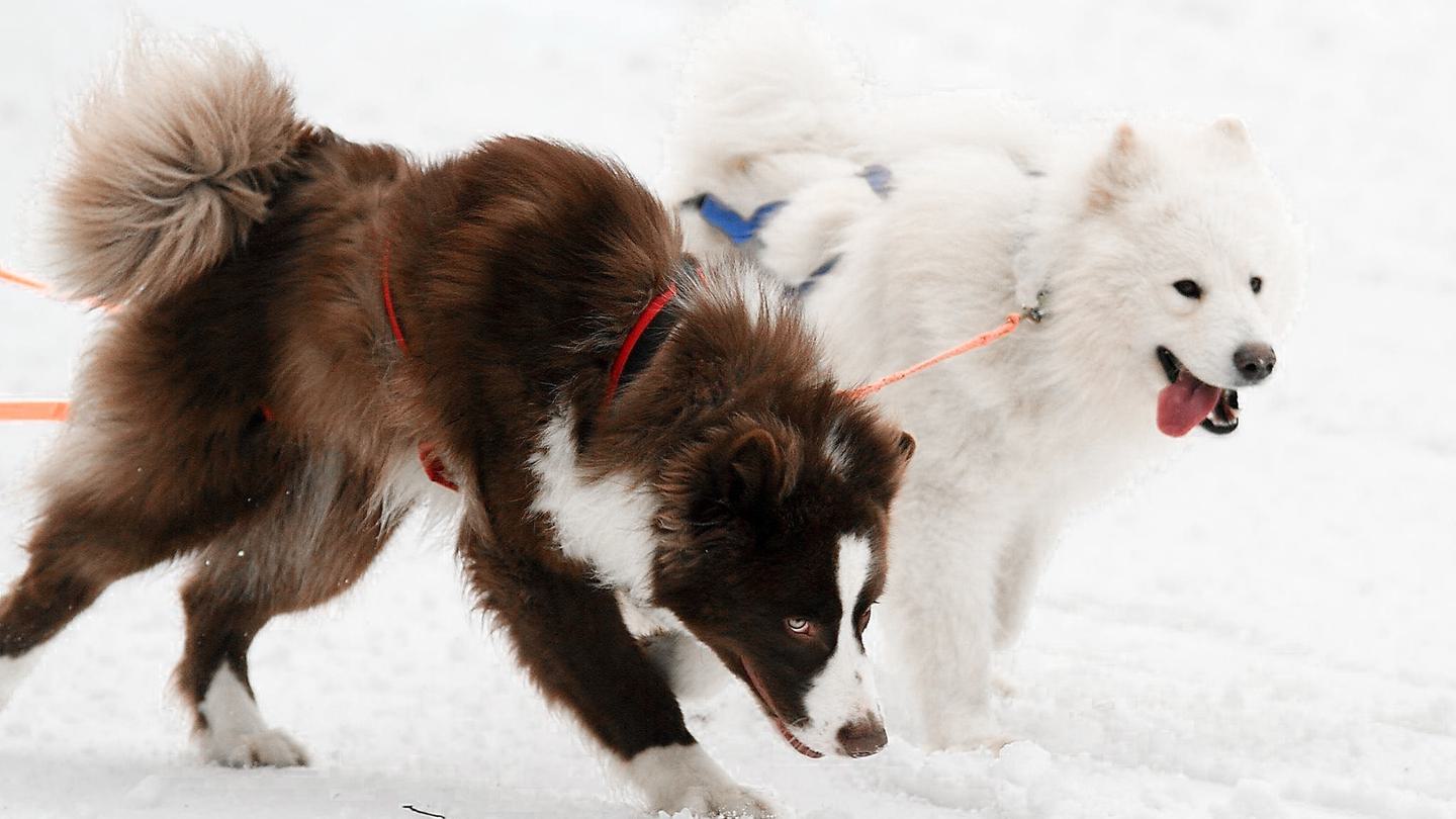 yakutian og samojed